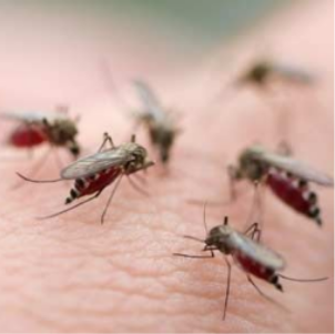 🦟 [CẬP NHẬT CHÍNH SÁCH] TP.HCM: ĐI BẮT MUỖI ĐÊM ĐƯỢC HỖ TRỢ 130.000 ĐỒNG/NGÊM TỪ 2026